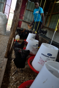 JAMS Poultry Project