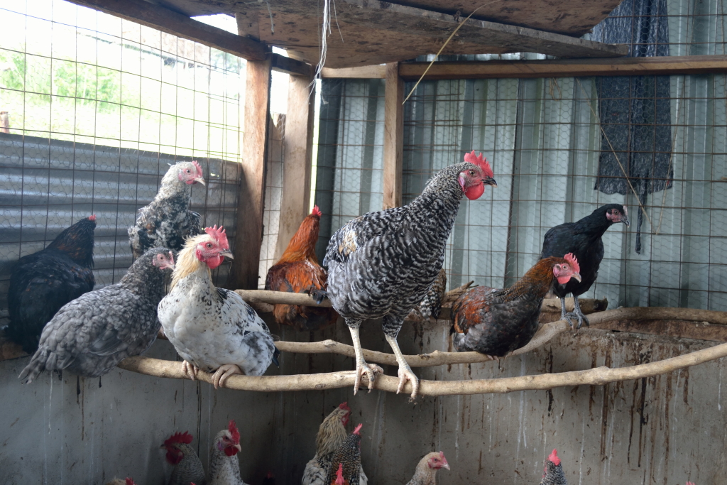 JAMS Poultry Project