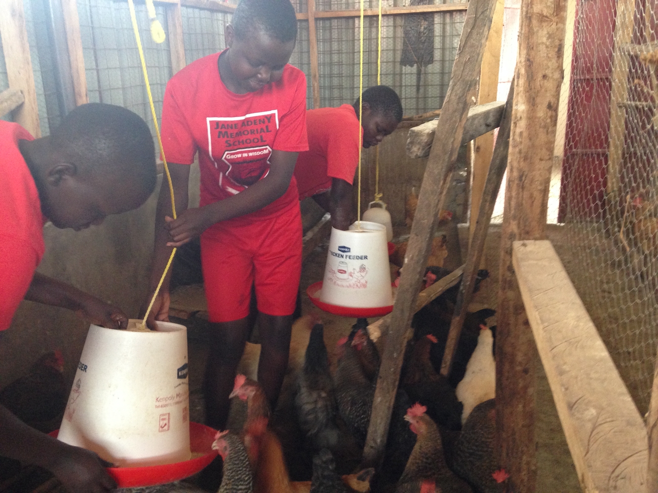 JAMS students feeding chickens