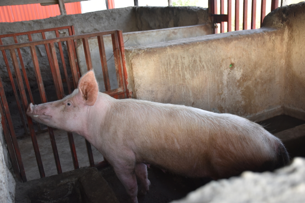 raising pigs at JAMS