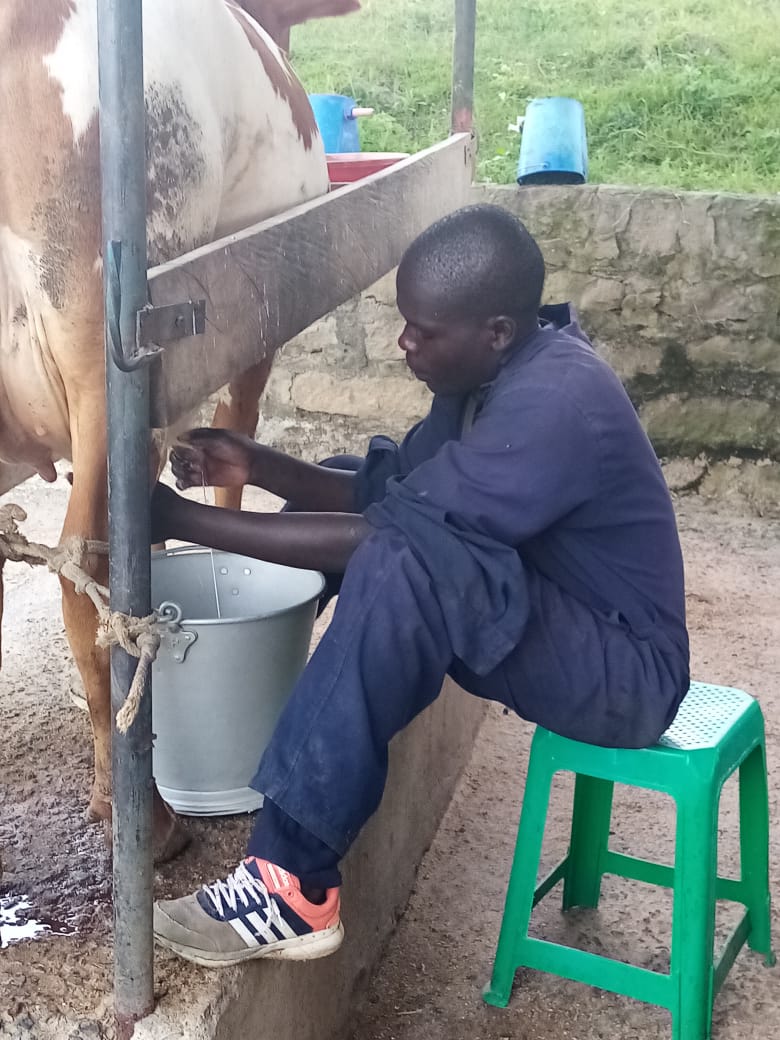 JAMS staff milking cow in Tomkins Dairy