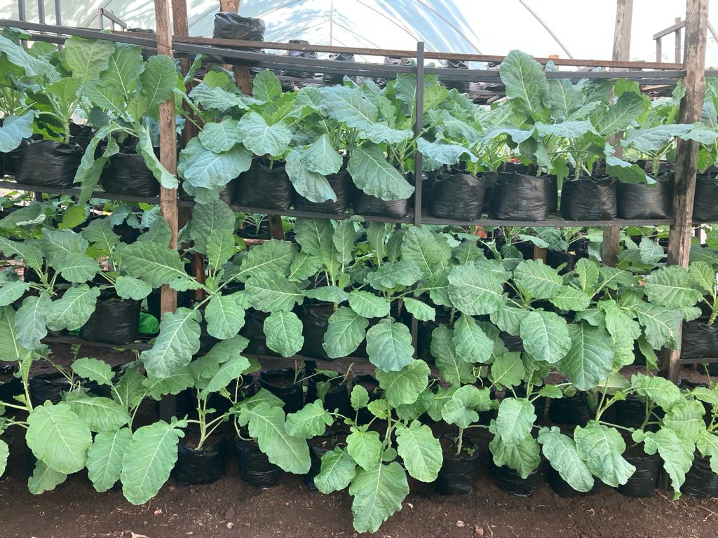 Vertical growing racks designed by students have quadrupled greenhouse output