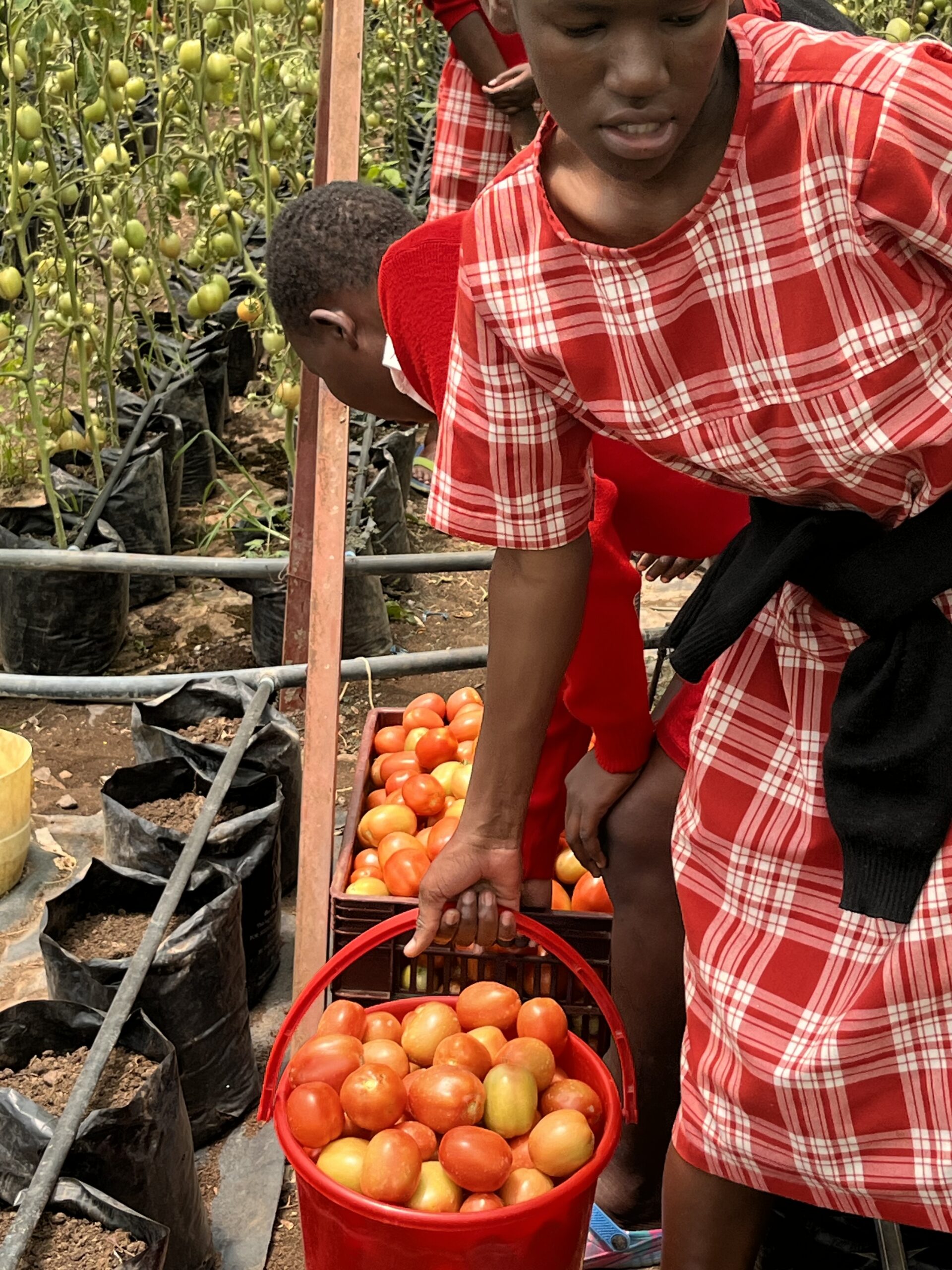 Students Harvest Tomatoes Students harvest tomatoes from JAMS greenhouse. Gardening at JAMS not only provides students with daily meals, but also teaches practical skills for life beyond the school.